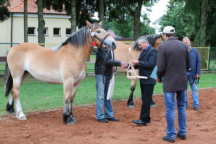 Wystawa koni w Sztabinie
