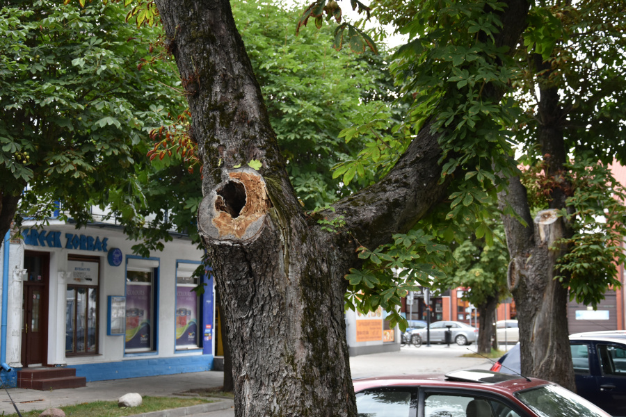 Schorowane drzewo na ul. Kościelnej
